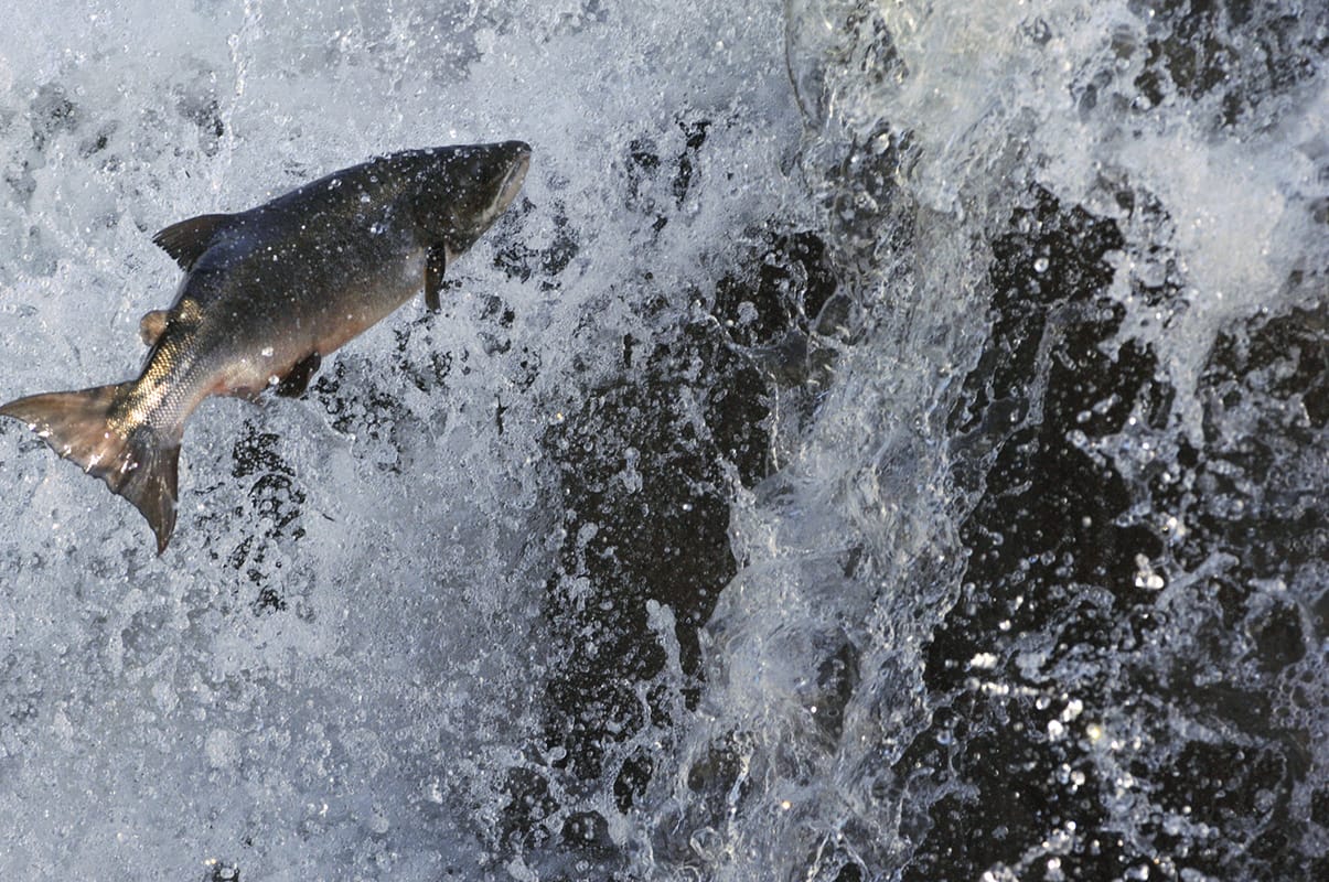 Ab Juni steigen die Lachse die Flüsse hinauf und passionierte Angler fahren zum Angeln in Norwegen. 
